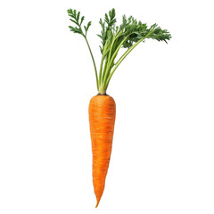 Carrot png fresh carrot png whole carrot png healthy vegetable png organic carrot png white background image