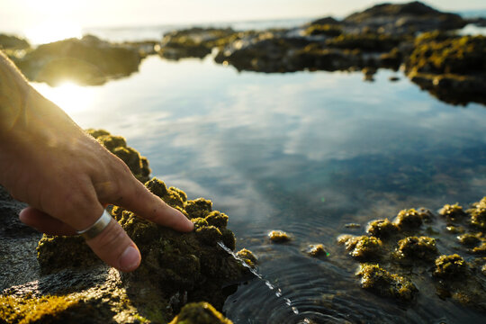 Hand pushing water out of squishy sea algae