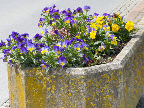 Vibrant purple and yellow pansies in rustic concrete planter on street - Powered by Adobe