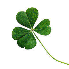 Clover png four leaf clover png lucky clover png green clover png shamrock png white background image