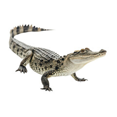 Naklejka premium Crocodile png wild crocodile png reptile crocodile png dangerous animal png large crocodile png white background image