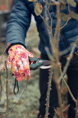Gardener using pruning shears, taking care of roses, plants and other flowers.
