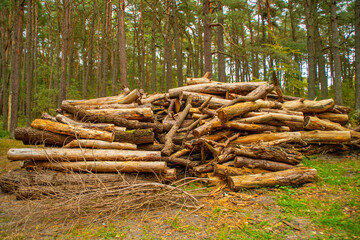 A pile of felled tree trunks in the forest.