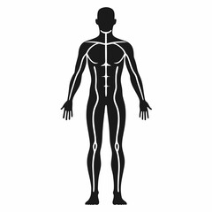 Human body anatomy illustration with a woman and man silhouette showing muscular and skeletal structure for medical science