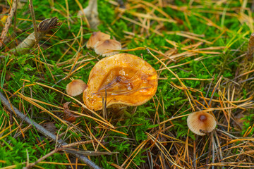 Close-up of red mushrooms in the grass. Wet and oily mushrooms in the forest.
