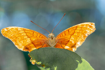 Beautiful and Vibrant Orange Butterfly on a Leaf