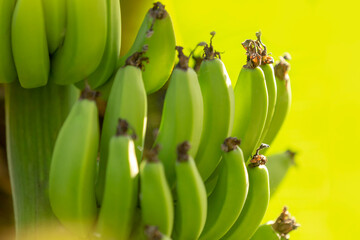 Fresh green bananas on the plant