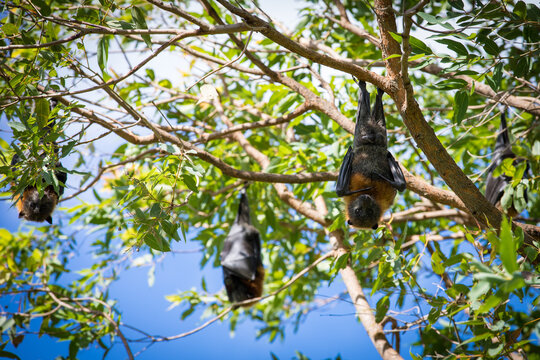 Three fruit bats hanging out in a tree with two looking at camera and one wrapped inside its wings