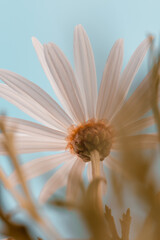 Beautiful Delicate Daisy Flower over Soft Blue Background in a Serene Landscape