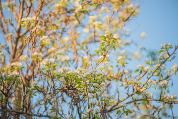 Pear tree in bloom in April. Springtime.
