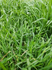 Close-up View of Fresh Green Grass with Small White Flowers