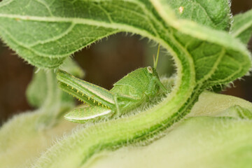 Close Up of Grasshopper on Sunflower Leaf