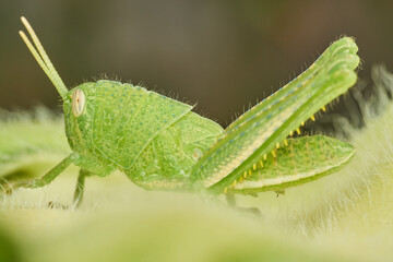 Close Up of Grasshopper on Sunflower Leaf
