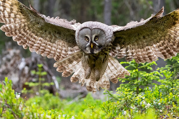 Great Grey Owl landing in the forest