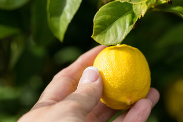 Picking a lemon off lemon tree