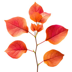Red bougainvillea branch isolated on white background