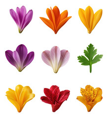 Fototapeta premium Nine colorful flower petals and a green leaf arranged in a grid pattern.