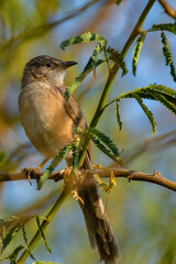 Babbler Bird Perched on Green Bush in Natural Habitat