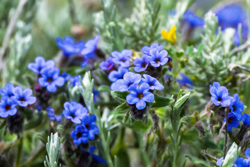 Languedoc bugloss on the Mediterranean coast