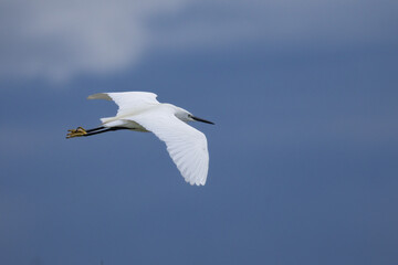 Little Egret at Lake Saint-Nazaire in Occitanie