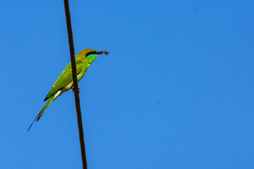 green bee-eater bird sitting on electric wire holding bee prey, close-up of colorful bird with insect catch, tropical bird on cable