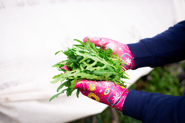 Close-up of hands wearing pink gardening gloves holding freshly harvested green arugula leaves. Organic and healthy food concept.