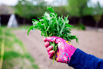 Close-up of hands wearing pink gardening gloves holding freshly harvested green arugula leaves. Organic and healthy food concept.