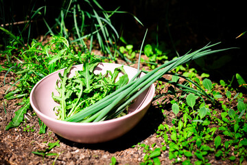 A bowl of greens, including arugula and green onions, freshly picked from the garden. 