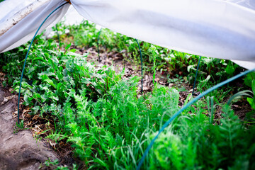 Covered Garden Bed with Young Greens