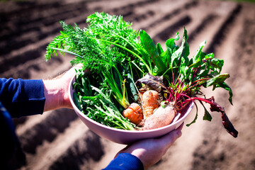 Freshly Harvested Garden Vegetables. Hands holding a pink bowl filled with freshly harvested vegetables from the garden, including carrots, beets, dill, and arugula.