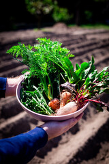 Freshly Harvested Garden Vegetables. Hands holding a pink bowl filled with freshly harvested vegetables from the garden, including carrots, beets, dill, and arugula.