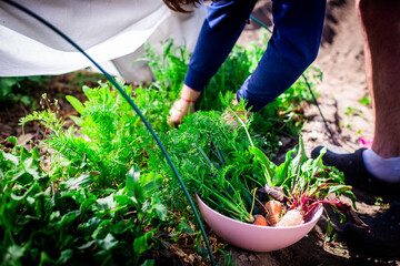 Harvesting Fresh Garden Vegetables.  A horizontal shot of a person harvesting fresh vegetables,...