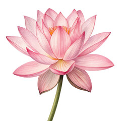 Pink lotus flower png blooming lotus flower png sacred lotus bloom png water garden flower png pink aquatic lotus png serene lotus flower png white background image