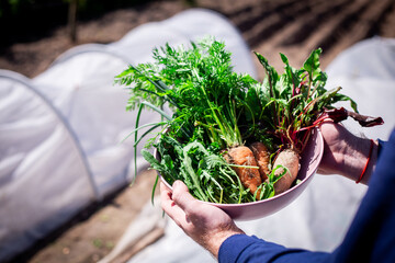 Freshly Harvested Garden Vegetables. Hands holding a pink bowl filled with freshly harvested vegetables from the garden, including carrots, beets, dill, and arugula.