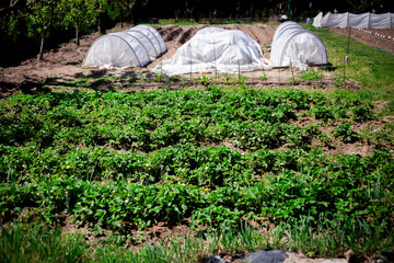 Rows of Strawberry Plants in a Domestic Garden. A horizontal view of rows of strawberry plants in a home garden, with small white greenhouses visible in the background.
