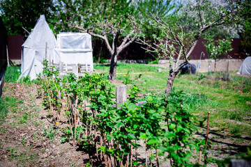 A horizontal view of a row of young, homegrown raspberry bushes supported by wooden stakes in a garden setting.