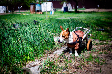 Jack Russell Terrier in Dog Wheelchair in a Garden Setting