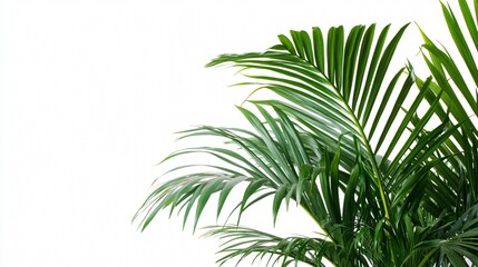 Vibrant Close-Up of Indoor Palm with Lush Green Leaves in Isolated Setting