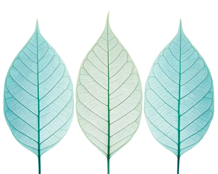 Three translucent leaves, teal and white, nature background