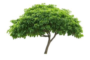 Beautiful green tree PNG image isolated on white background perfect for nature-themed designs