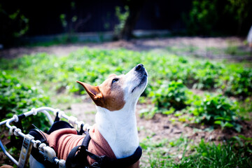 Portrait of Dog in Wheelchair Harness. Vertical close-up features a Jack Russell Terrier in a...