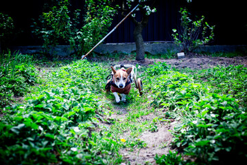 Jack Russell Terrier in Dog Wheelchair in a Garden Setting
