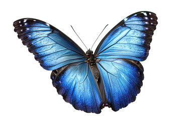Fototapeta premium Stunning blue Morpho butterfly with tropical wings isolated on white background ideal for creative design projects