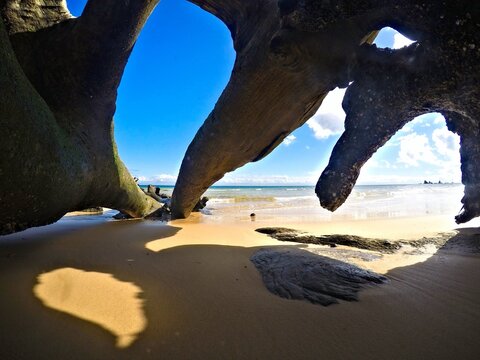 Looking out at sunlit beach from a fallen tree