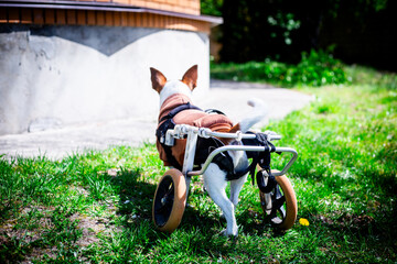 Walking with a Dog Wheelchair. Horizontal shot showing the rear view of a Jack Russell Terrier in a dog wheelchair walking along a concrete path. 