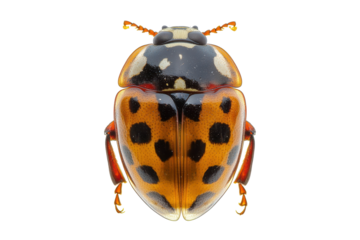 Beautiful ladybug from above isolated on clean white background perfect for spring or summer design themes