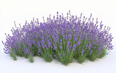 Plakat mat