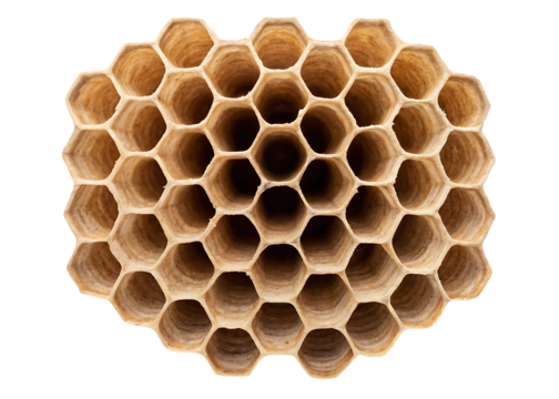 Close up of a honeycomb structure.
