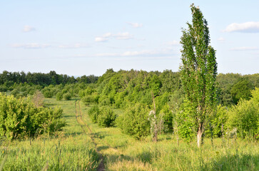 A scenic view of a green field with a path and trees under a blue sky
