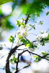 Close-up of White Cherry Blossoms. A close-up of white cherry flowers in full bloom on a branch, with a bright blue sky visible through the blossoms and leaves.